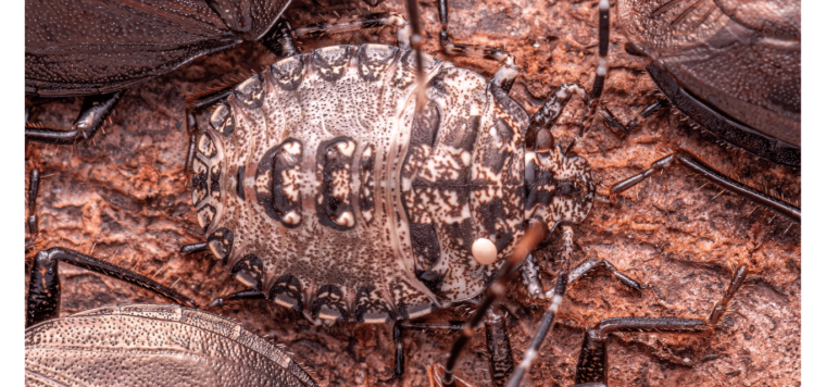 Stink Bug Control - Greater NH Pest Control