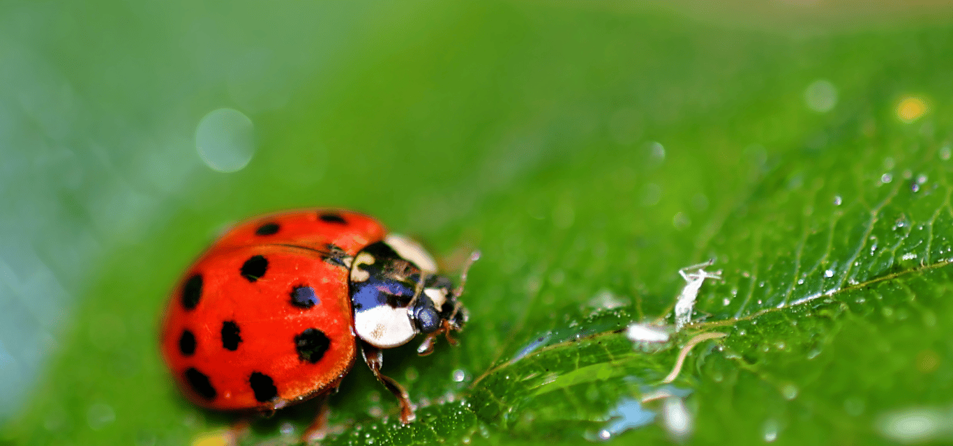 Asian Beetle Control | Hooksett NH | Greater NH Pest Control