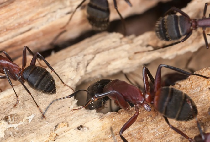 carpenter ants in new hampshire