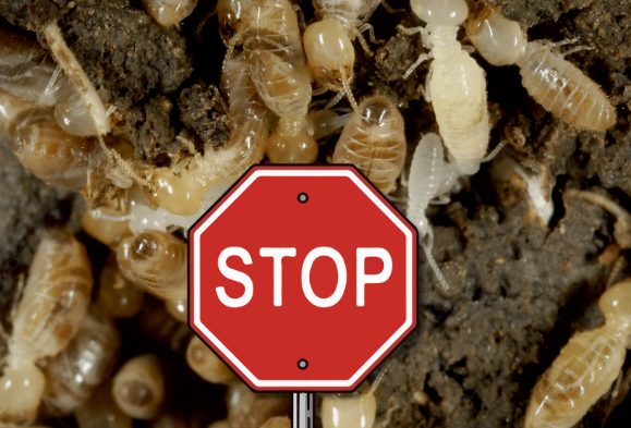 Close-up of termites in soil with a red stop sign, symbolizing termite control and pest prevention.